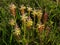 A group of wild flowers Lachenalia pallida