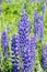 Group of wild flowers of lupins blooming on a meadow, vertical. Blue purple lupine flower, tall stem with most of the petals petty