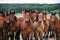 Group of wild free running brown horses on a meadow, standing side by side looking in front of the camera.