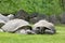 Group of wild Galapagos tortoises on green grass