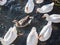 Group of wild geese on the water surface. Top view.