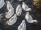 Group of wild geese on the water surface. Top view.