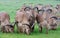 Group of wild goats on the grass