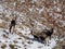 Group of wild goats playing and fighting in the snowy mountains