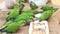 A group of a wild green parrot are eating in park in Barselona city,Spain.