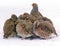 Group of wild grey partridges