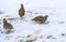 Group of wild grey partridges