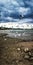 Group of wild Gulls at the windy sand beach shore at the riverside of the river Rhein in Cologne with sky and water