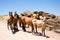 Group of wild horses