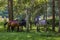 A group of wild horses in a forest