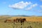 Group of wild horses grazing at the roadside on Easter Island, Chile, South America
