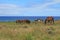 Group of wild horses grazing at seaside of Pacific ocean on Easter island, Chile, South America