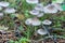 Group wild inedible mushroom mycena vulgaris growing on forest floor.