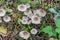 Group wild inedible mushroom mycena vulgaris growing on forest floor.
