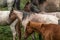 Group of wild Kyrgyz horses on a hike near Bokonbayevo, Kyrgyzstan