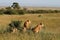 Group of wild lions