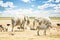 Group of wild mixed animals relaxing in Etosha Park