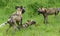 Group of wild painted dog siblings demonstrating normal behavior