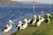 Group wild Pelicans river Denmark, Western Australia
