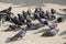 Group of wild pigeons - Front view