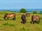 Group of wild ponies English countryside rural scene England uk Somerset