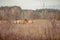 Group of wild Przewalski`s horses in the Chernobyl Exclusion Zone grazing in the autumn