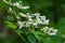 Group of Wild Raspberry Flowers â€“ Rubus idaeus