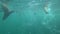 Group of wild seals swimming quickly underwater in sea