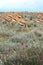 Group of wild springbok gazelles