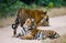 Group of wild tigers on the road. India. Bandhavgarh National Park. Madhya Pradesh.