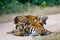 Group of wild tigers on the road. India. Bandhavgarh National Park. Madhya Pradesh.