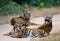 Group of wild tigers on the road. India. Bandhavgarh National Park. Madhya Pradesh.