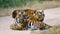 Group of wild tigers on the road. India. Bandhavgarh National Park. Madhya Pradesh.