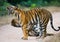 Group of wild tigers on the road. India. Bandhavgarh National Park. Madhya Pradesh.