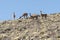 A group of wild vicunas ancestor of the llama and the alpaca in the high altiplano of Chile