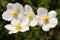 Group of wild white anemones in meadow