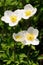 Group of wild white anemones in meadow