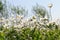 Group of wild white anemones in meadow against blue sky