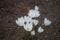 Group of wild White crocus flowers growing in the ground