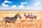 Group of wild zebras in the African savanna against the beautiful blue sky with white clouds. Wildlife of Africa. Tanzania. Sereng