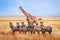 Group of wild zebras and giraffe in the African savanna against the beautiful blue sky with white clouds. Wildlife of Africa.