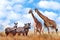 Group of wild zebras and giraffes in the African savanna against the beautiful blue sky with white clouds. Wildlife of Africa.