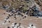 Group of wildebeest crossing the river Mara