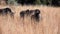 A group of wildebeest eating in the African savannah of the Pilanesberg National Park in South Africa, these are herbivorous