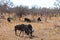 Group of wildebeest grazing