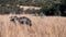 A group of wildebeest grazing and eating grass in the African savannah of South Africa`s Pilanesberg National Park