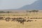 Group of wildebeest at Masai Mara