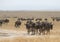 Group of wildebeest at Masai Mara