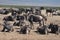 Group of wildebeest at Ngorongoro crater