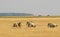 A group of Wildebeest running and playing.